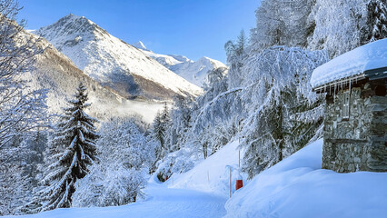 Fototapeta premium ski slope crossing a beautiful frozen forest and snowy peak mountain background in tarentaise ski resort french alps