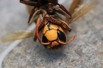 vespa crabro hornet macro photo