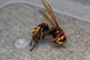 vespa crabro hornet macro photo