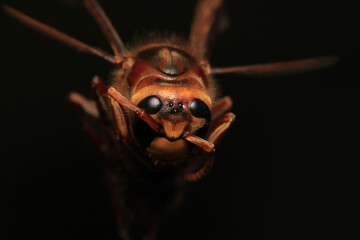 vespa crabro hornet macro photo