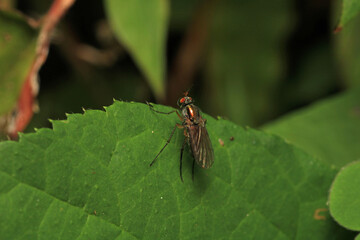 macro photo of housefly facing back	