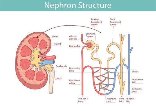 Structure of the nephron of the kidney. Vector medical illustration