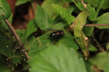 macro photo of housefly facing back	
