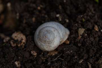 Empty snail shell on the dirt in a woodland in northern Israel.
