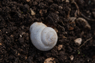 Empty snail shell on the dirt in a woodland in northern Israel.
