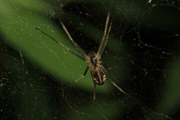 agelena labyrinthica spider macro photo	