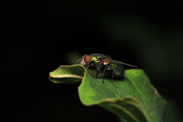 macro photo of housefly facing back	