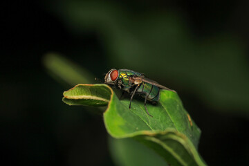 macro photo of housefly facing back	