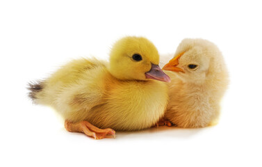 Chicken and duckling.