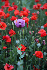 Purple Tulip in the Midst of a Field of Red Tulips