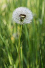 dandelion on green grass background