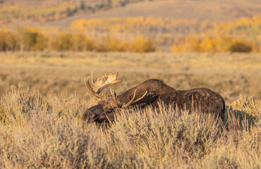 Bull Moose During the Rut in Autumn in Wyoming