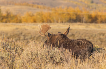 Bull Moose During the Rut in Autumn in Wyoming