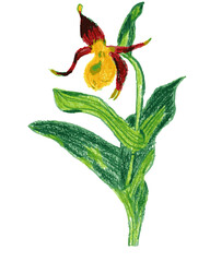 Cypripedium reginae (botanical name) Lady Slipper - Colored Pencil - Hand drawn