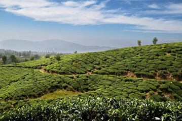 Naklejka premium Tea plantation covering rolling hills in munnar, kerala, india