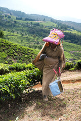 Tea picker walking in tea plantation carrying basket and tools