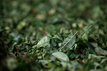 Background of fresh tea leaves drying, ready for processing and packaging