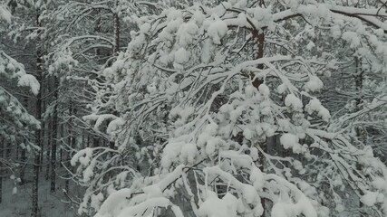 Spruce Forest in Winter. European Nature. Early and Cold Winter Evening With a Snowy Forest. Spruce Trees Covered With White Fluffy Snow. Boardwalk Through Fotrest. Winter in Latvia Aerial Shot