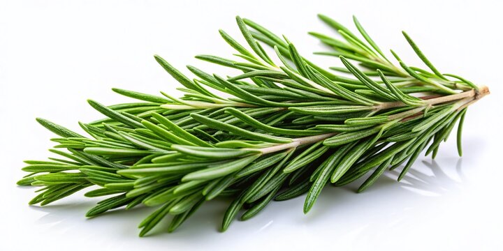 Fresh Rosemary Sprigs: High-Resolution Stock Photo of Aromatic Herbs Isolated on White Background