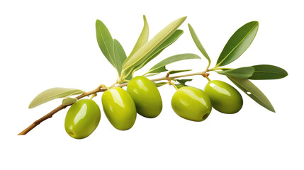green olives on branch