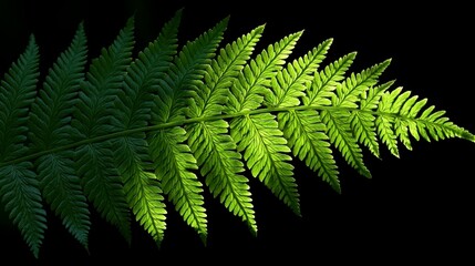 A close-up macro shot of a fern leafâ€™s intricate texture in an outdoor setting, highlighting the fine details of nature's design and its environment.