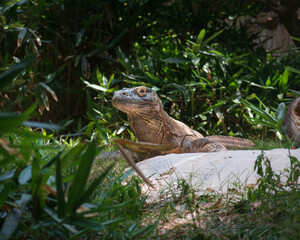 Large alert Komodo dragon lizard basking in sun on rock against a natural background of jungle foliage