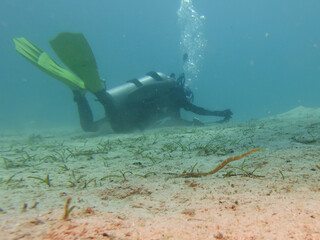 A pipefish found on a muck dive with a scuba diver in the background. Picture from Puerto Galera,...