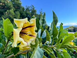 Vibrant yellow solandra bloom amidst lush greenery and clear blue skies