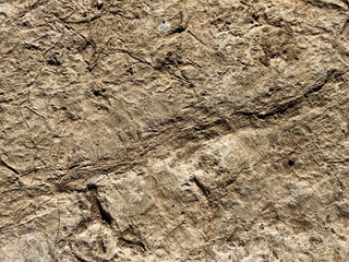 Ancient fossilized rock surface with detailed textures