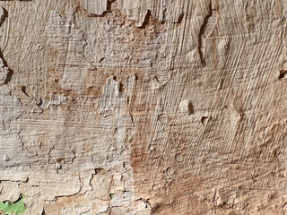 Weathered tree bark with peeling layers and texture patterns