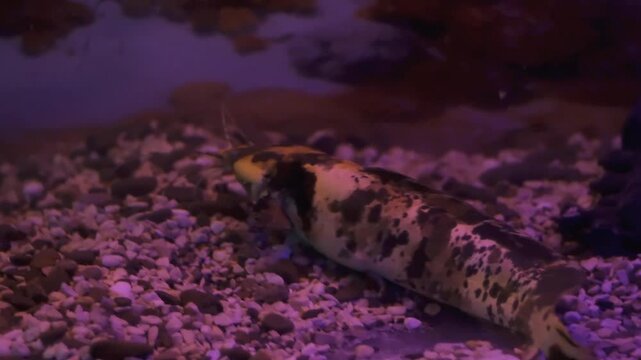 Catfish clarias (clarius) marble in their natural habitat. Clarias gariepinus