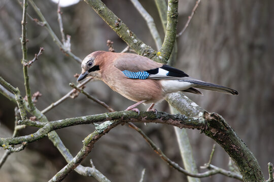 Eurasian jay sitting in tree during winter