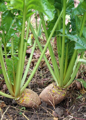 Obraz premium Fodder beets grow in the field, intended for feeding animals