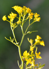 Water horseradish forest (Rorippa sylvestris) grows in nature