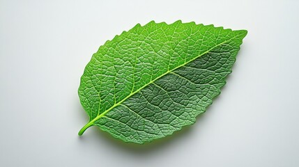 Obraz premium Fresh Green Leaf on Smooth Background for Natural Design Elements