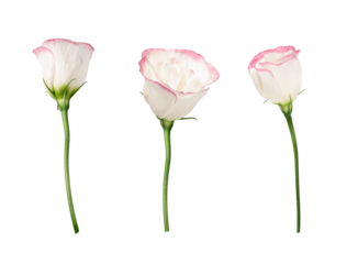 Set of delicate eustoma flowers with pink border isolated on white background. Design element for creating floral arrangements, collages, frames, cards, invitations.