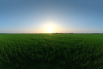 Lush Green Rice Paddy Field at Sunrise/Sunset