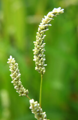 Weeds of Persicaria lapathifolia grow in the field