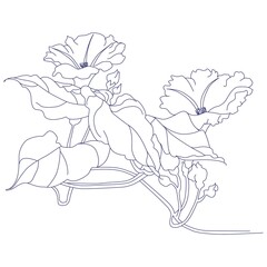 Ipomoea purga (morning glories).Eps 10. Vector illustration.