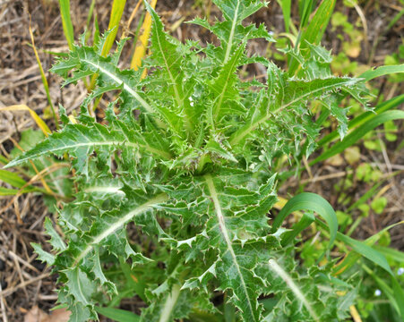 Yellow thistle (Sonchus asper) grows in nature.