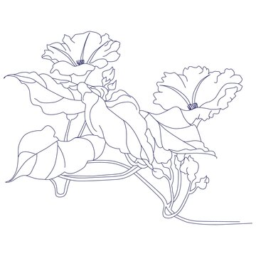 Ipomoea purga (morning glories).Eps 10. Vector illustration.