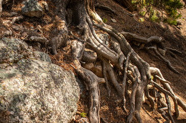 Pine tree growing out of bedrock along the trail to the brink of the lower falls on Yellowstone River, Lower falls of the Yellowstone River in early spring, Yellowstone National Park.