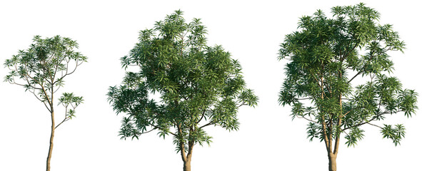 Set of 3 Cinchona officinalis frontal street trees isolated png on a transparent background perfectly cutout