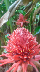 Une fleur tropicale rose