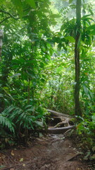 Un chemin traverse la luxuriante forêt tropicale