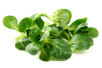 Lambs lettuce, corn salad, isolated on white background.