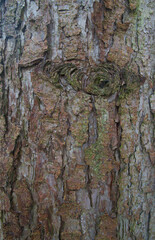 Beautiful close-up of the bark of larix kaempferi