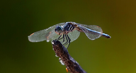 Blue dasher on branch