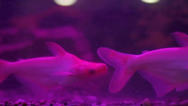Ptedoplastoma tigerfish Tropical colored glofish or glow fish swimming in aquarium. genetically engineered underwater pisces inhabitants. Sea bottom. Little exotic colorful fishes swimming underwater