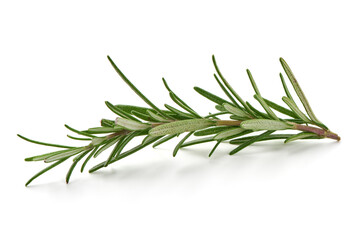 Fototapeta premium Rosemary branch, close-up, isolated on white background.